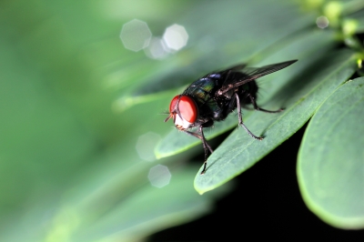 Fly on a Leaf