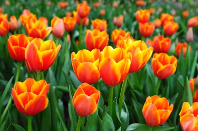 Beautiful Spring Flowers Tulips